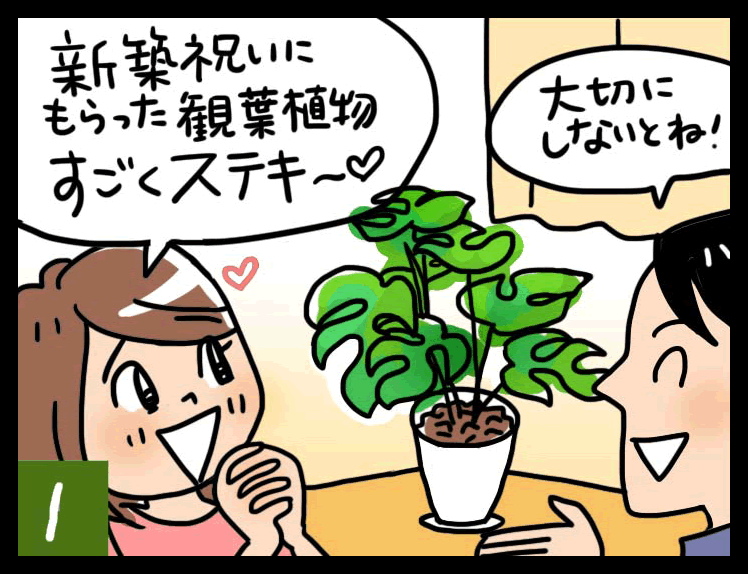 観葉植物の日常管理