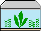 あたらしく水草を植える前に